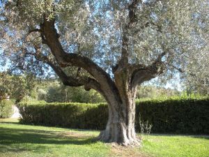 Olivenbaum im Garten von San Sebastiano